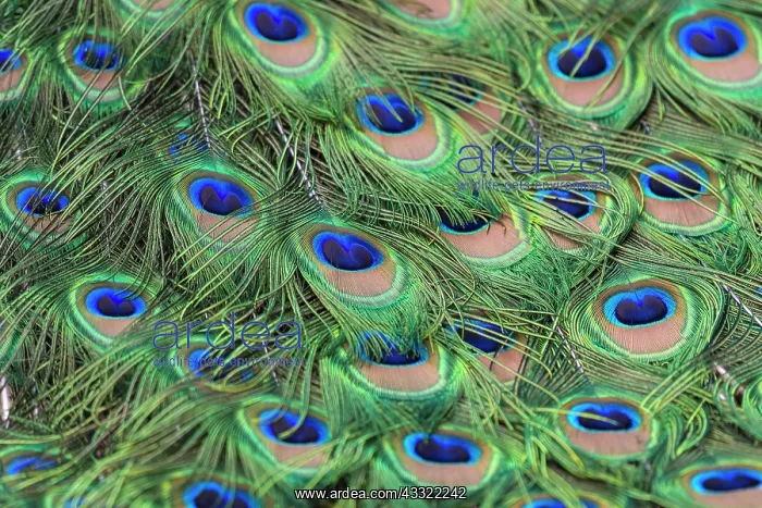 : Peacock (Pavo cristatus), feathers, captive : Peacock (Pavo cristatus), feathers, captive