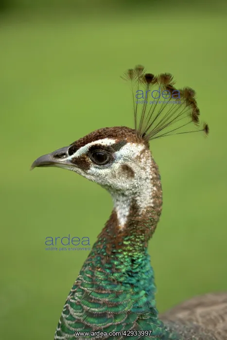 : Peacock / Peafowl - Head of female / Peahen : Peacock / Peafowl - Head of female / Peahen
