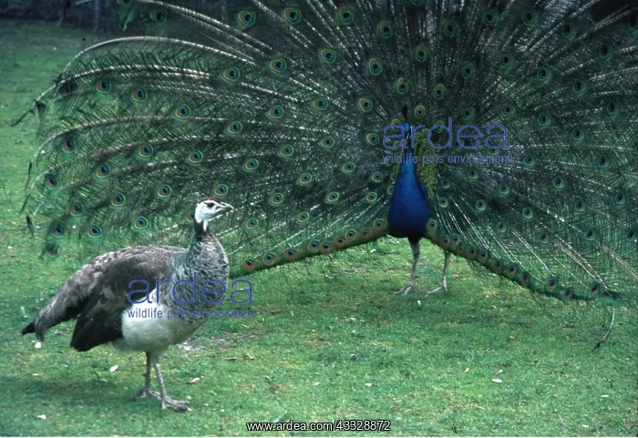 : PEACOCK / PEAFOWL - male : PEACOCK / PEAFOWL - male