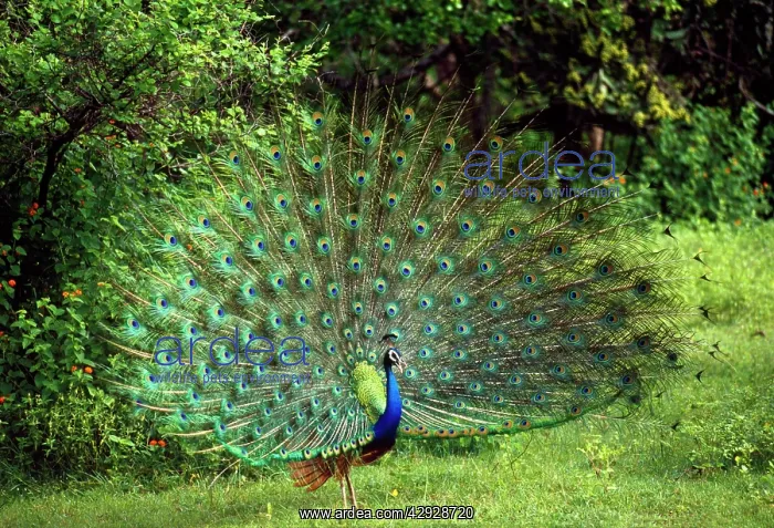 : Peacock / Peafowl - male displaying : Peacock / Peafowl - male displaying