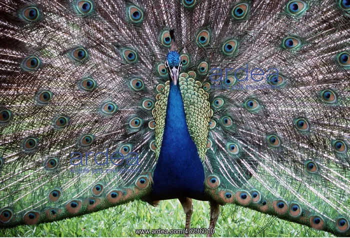 : PEACOCK / PEAFOWL - male, displaying : PEACOCK / PEAFOWL - male, displaying