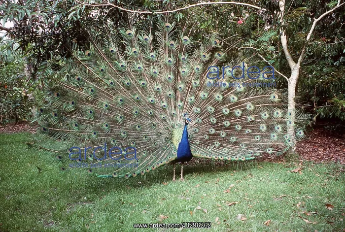 : PEACOCK / PEAFOWL - male, displaying : PEACOCK / PEAFOWL - male, displaying