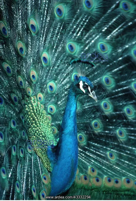 : PEACOCK / PEAFOWL - male displaying : PEACOCK / PEAFOWL - male displaying
