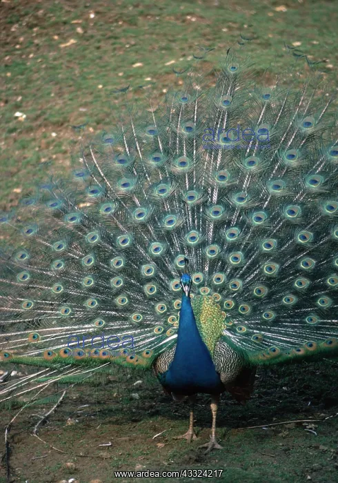 : PEACOCK / PEAFOWL - male displaying feathers : PEACOCK / PEAFOWL - male displaying feathers