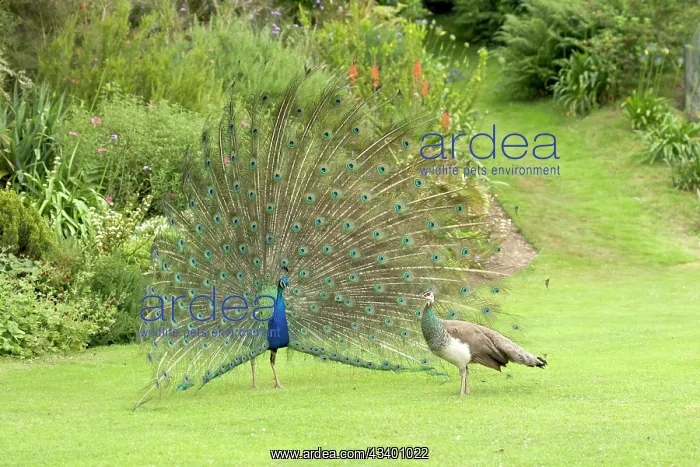 : Peacock / Peafowl - Male displaying to female / Peahen : Peacock / Peafowl - Male displaying to female / Peahen