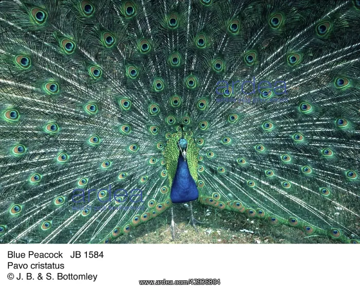 : PEACOCK / PEAFOWL - male, displaying tail : PEACOCK / PEAFOWL - male, displaying tail