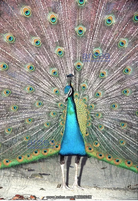 : PEACOCK / PEAFOWL - male, displaying tail : PEACOCK / PEAFOWL - male, displaying tail