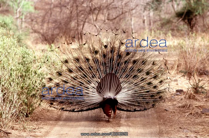 : PEACOCK / PEAFOWL - male, displaying on track : PEACOCK / PEAFOWL - male, displaying on track