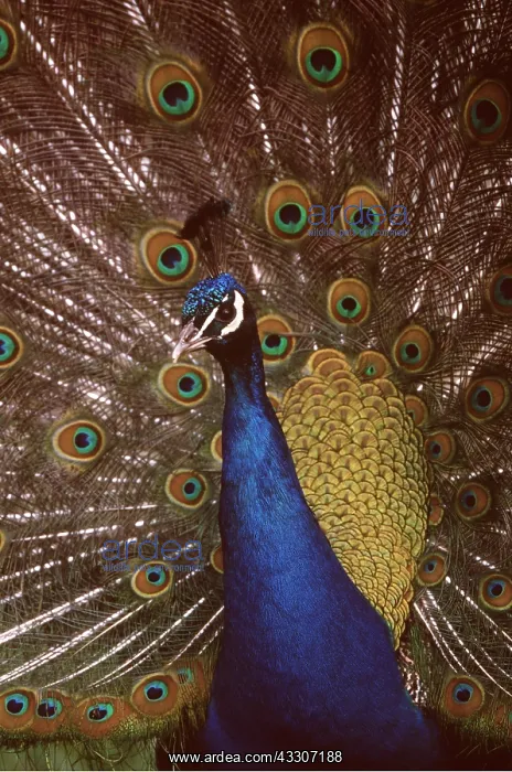 : PEACOCK / PEAFOWL - male, face and feathers : PEACOCK / PEAFOWL - male, face and feathers