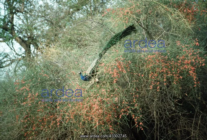 : PEACOCK / PEAFOWL - male feeding : PEACOCK / PEAFOWL - male feeding