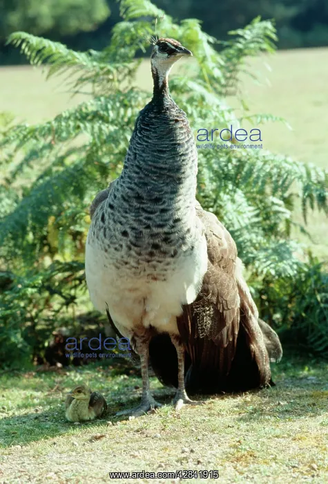  : PEACOCK  /  PEAFOWL - Peahen with chick