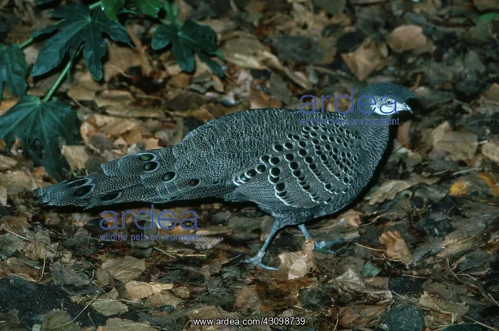: Peacock Pheasant : Peacock Pheasant