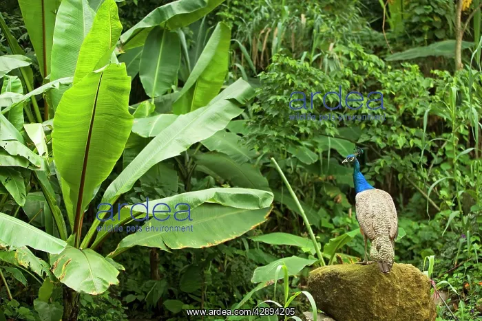 : Peacock - in Rainforest : Peacock - in Rainforest