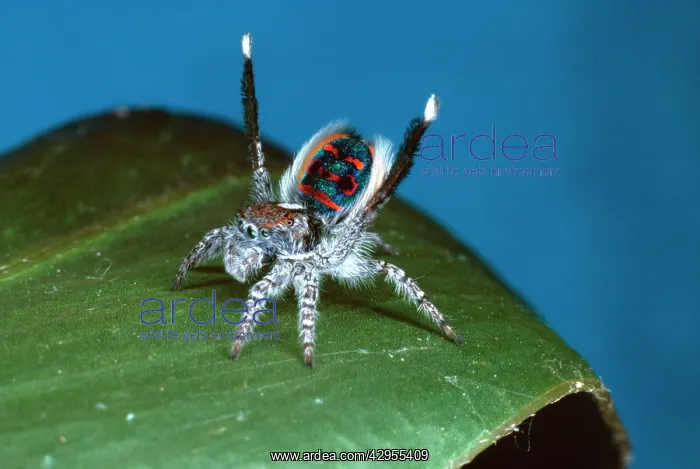 : Peacock spider - male courting female : Peacock spider - male courting female