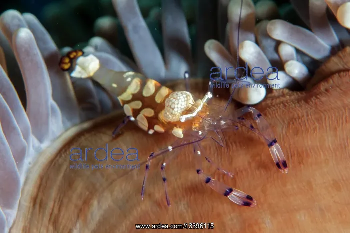 : Peacock-tail Anemone Shrimp : Peacock-tail Anemone Shrimp