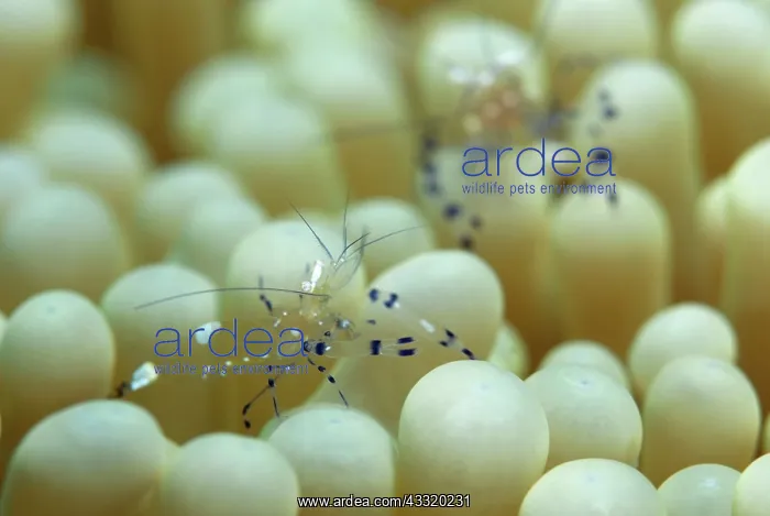  : Peacock-tail Anemone Shrimp - on anemone