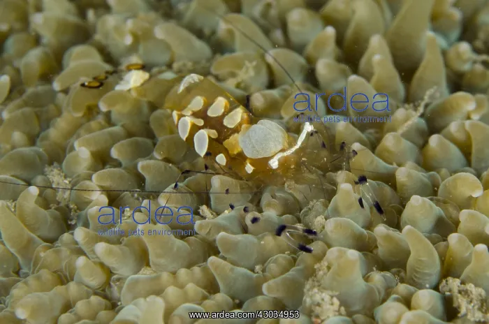 : Peacock-tail Anemone Shrimp - on Anemone - Dili : Peacock-tail Anemone Shrimp - on Anemone - Dili