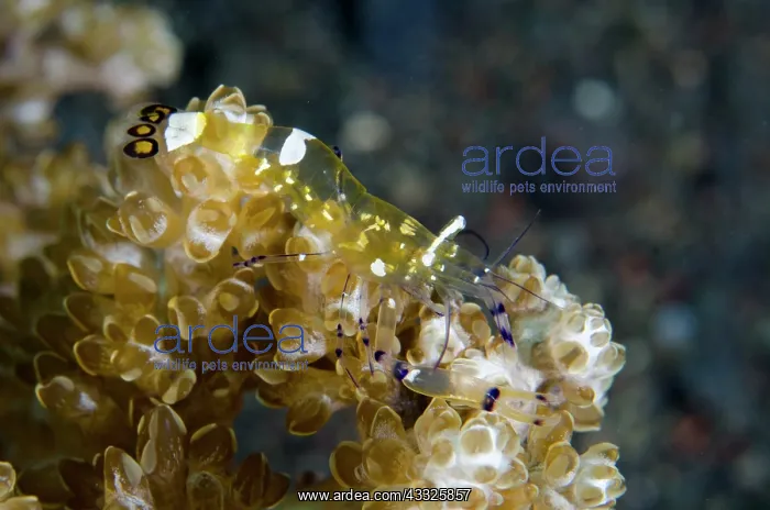  : Peacock-tail Anemone Shrimp - Melasti dive site
