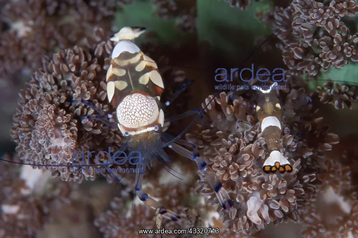 : Peacock-tail Anemone Shrimp - pair on Anemone during : Peacock-tail Anemone Shrimp - pair on Anemone during