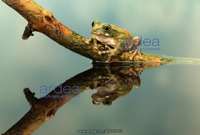 : Peacock Tree Frog with reflection : Peacock Tree Frog with reflection