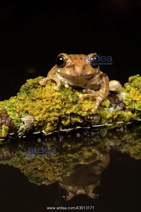 : Peacock Tree Frog with reflection : Peacock Tree Frog with reflection