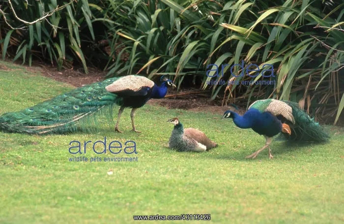 : Peacocks (Pavo cristatus) : Peacocks (Pavo cristatus)