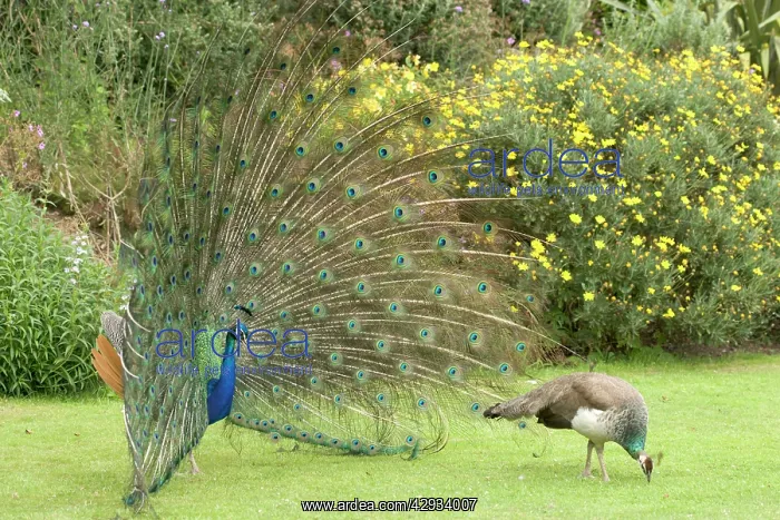: Peacocks / Peafowl - Male displaying to female / Peahen : Peacocks / Peafowl - Male displaying to female / Peahen