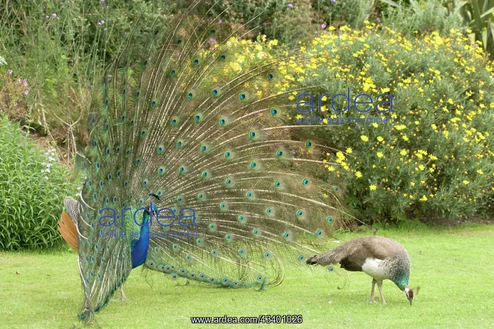 : Peacocks / Peafowl - Male displaying to female / Peahen : Peacocks / Peafowl - Male displaying to female / Peahen