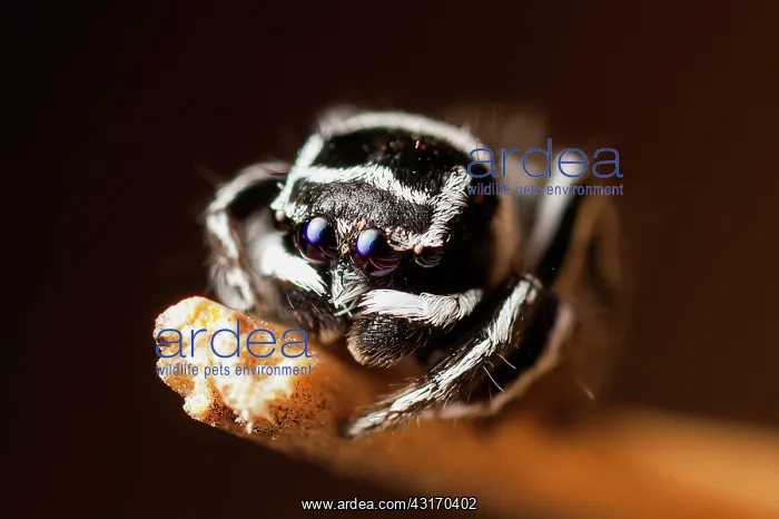 : Peacok jumping spider (Maratus sceletus), Skeletorus : Peacok jumping spider (Maratus sceletus), Skeletorus