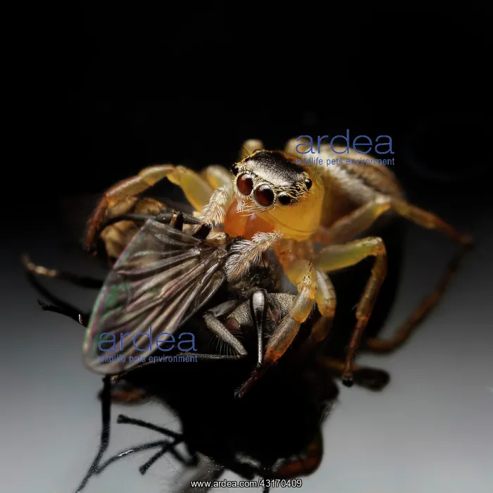  : Peacok jumping spider (Maratus scutalatus) feeding