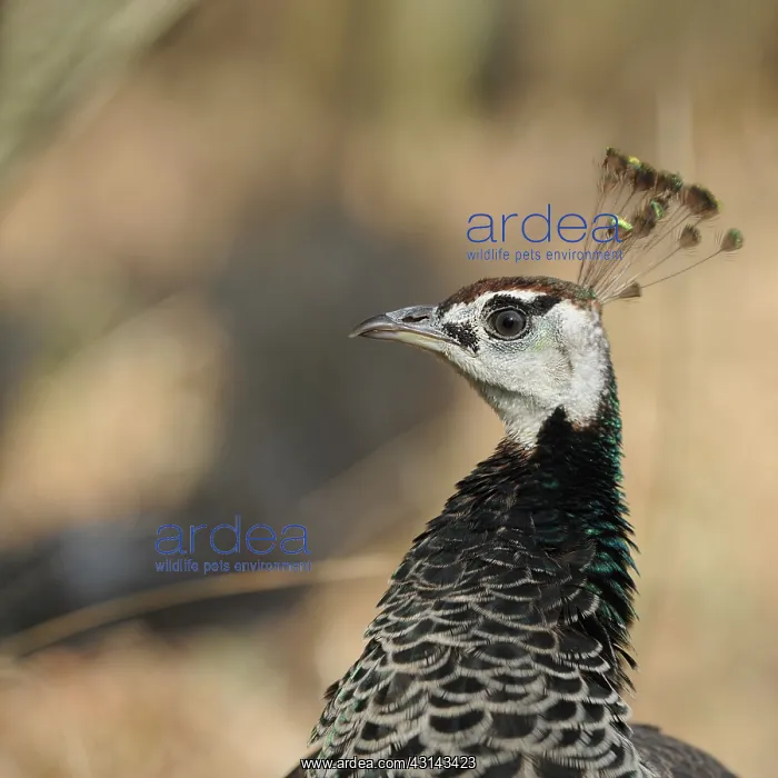 : Peafowl (Pavo muticus) female portrait : Peafowl (Pavo muticus) female portrait