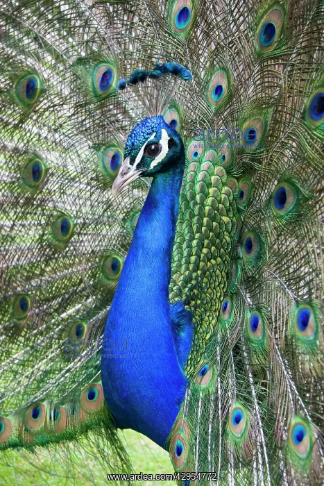 : Peafowl - peacock displaying : Peafowl - peacock displaying