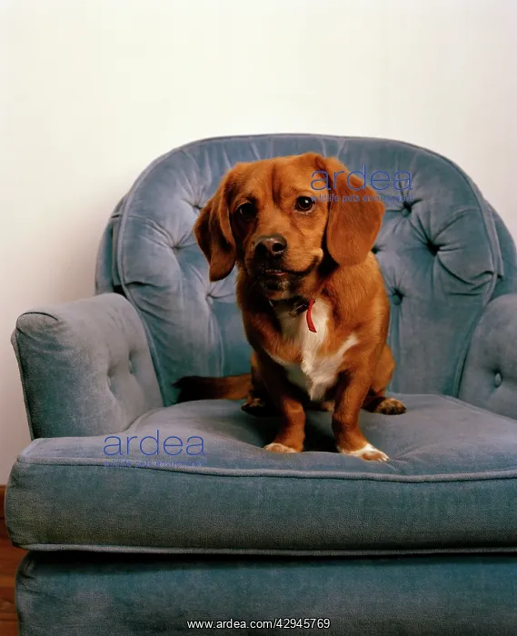 : Peagle Dog - a crossbreed between a Pekingese and a Beagle : Peagle Dog - a crossbreed between a Pekingese and a Beagle