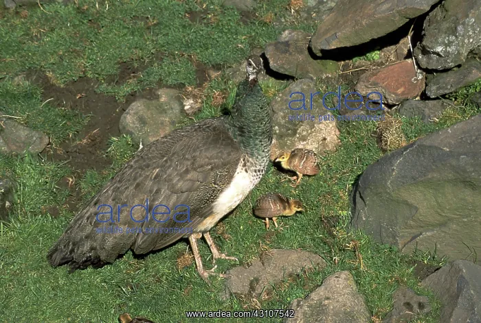 : Peahen with chicks : Peahen with chicks