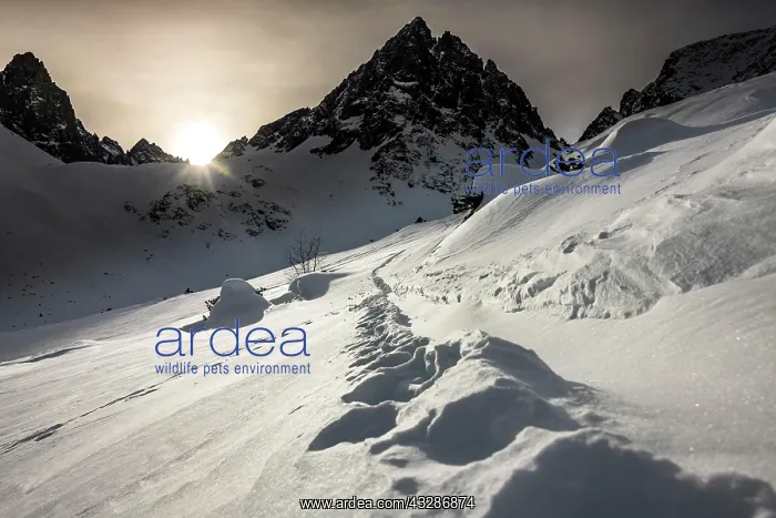 : Peak of the Dremelspitze in winter with ski trail : Peak of the Dremelspitze in winter with ski trail