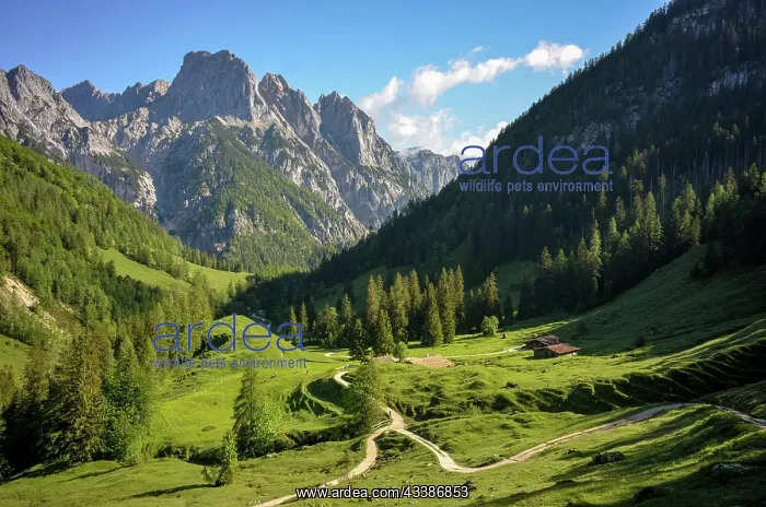 : The peaks of the Reither Alm above Bindalm, Berchtesgaden : The peaks of the Reither Alm above Bindalm, Berchtesgaden