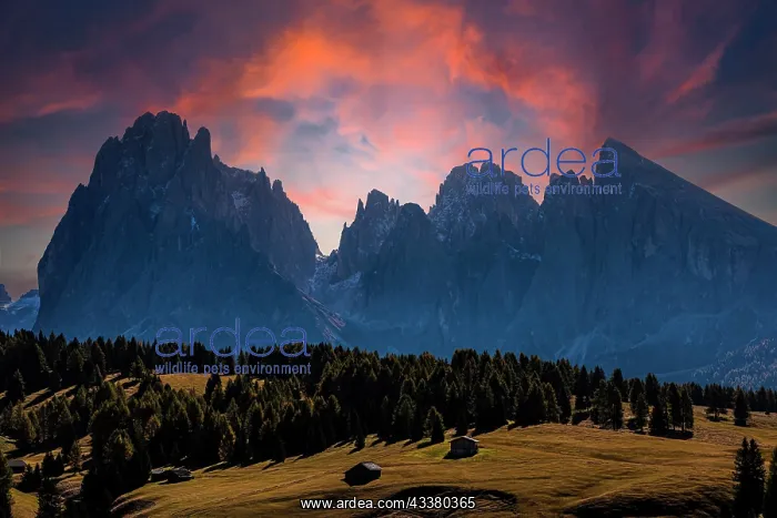 : The peaks of the Sassolungo group in the sunset : The peaks of the Sassolungo group in the sunset