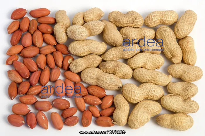 : Peanut. Groundnuts Peanuts and kernels on a white background : Peanut. Groundnuts Peanuts and kernels on a white background