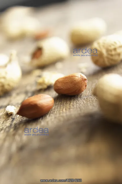  : Peanut, Arachis hypogaea