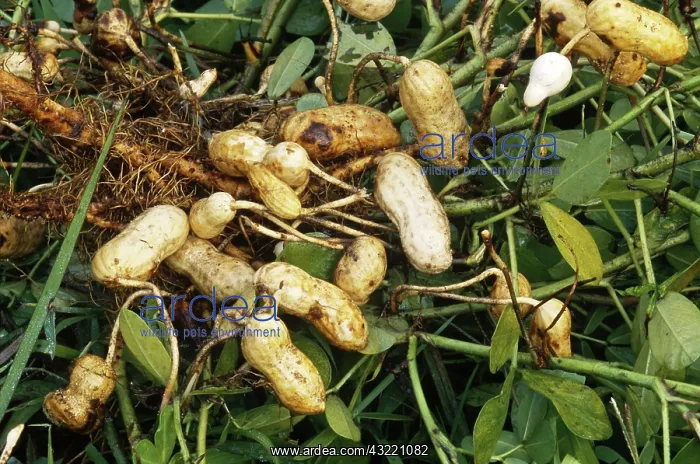 : Peanut Fruit : Peanut Fruit