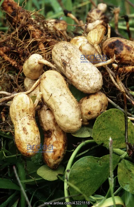 : Peanut Fruit : Peanut Fruit