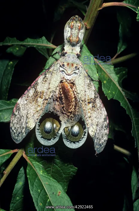 : Peanut-head Bug / Lantern Fly : Peanut-head Bug / Lantern Fly