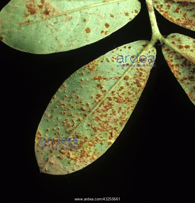 : Peanut Rust (Puccinia arachidis) : Peanut Rust (Puccinia arachidis)