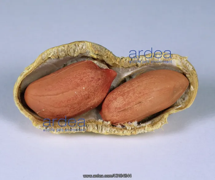: Peanut with shell removed : Peanut with shell removed