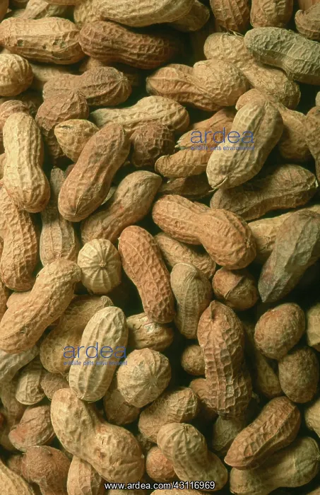 : Peanuts. Dried peanuts, (Arachis hypogaea) : Peanuts. Dried peanuts, (Arachis hypogaea)