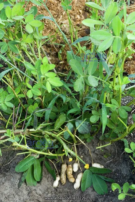 : Peanuts (Arachis hypogaea). Sneads Ferry, NC : Peanuts (Arachis hypogaea). Sneads Ferry, NC