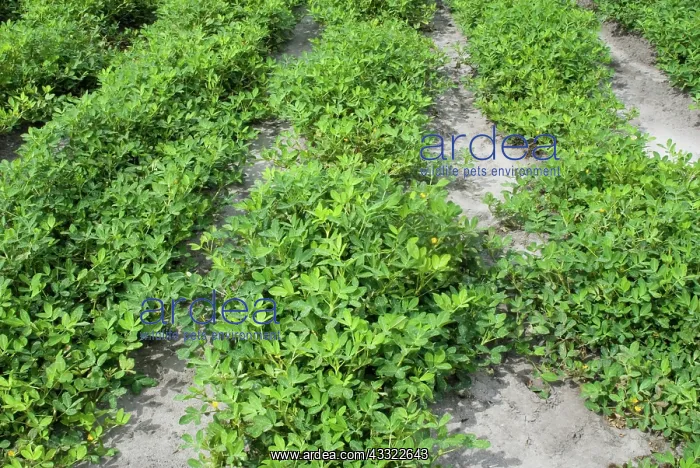 : Peanuts (Arachis hypogaea). Sneads Ferry, NC : Peanuts (Arachis hypogaea). Sneads Ferry, NC