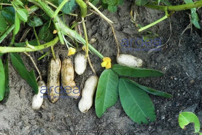 : Peanuts (Arachis hypogaea). Sneads Ferry, NC : Peanuts (Arachis hypogaea). Sneads Ferry, NC