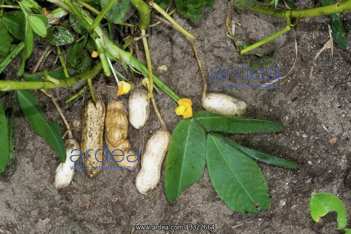 : Peanuts (Arachis hypogaea). Sneads Ferry, NC : Peanuts (Arachis hypogaea). Sneads Ferry, NC