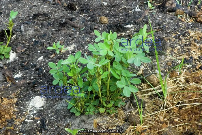 : Peanuts (Arachis hypogaea). Sneads Ferry, NC : Peanuts (Arachis hypogaea). Sneads Ferry, NC
